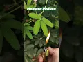 Download Lagu Mimosa Pudica The Sensitive and shy plant  #shorts #viral