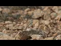 Lagu Mediterranean Short-toed Lark, Alaudala rufescens polatzeki. Fuerteventura, Spain, video 2
