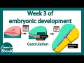 Week 3 of embryonic development Gastrulation Neural induction