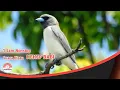 Download Lagu SUARA KEKEP BABI // MASTERAN KICAU 1 JAM NONSTOP