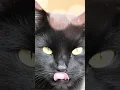 Free Black Cat Wallpaper iPhone Backgrounds Aesthetic