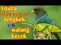 Download Lagu suara tengkek gacor vs walang kecek buat masteran lovebird juara dilapangan