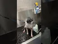 Millie - Pomapoo groom