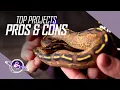 PROS CONS to Top Ball Python Breeding Projects Reptile Business Tips
