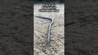 Found this amazing juvenile Rosy Boa while hiking in Escondido yesterday! 🐍 What a cool encounter!