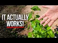 Download Lagu I Tested a Desert Tree Technology and Got Amazing Results