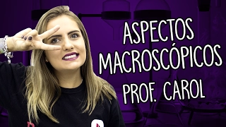 Aspectos macroscópicos - Introdução ao estudo da Química - Prof. Carol