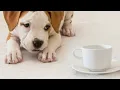 7 Deadly Products That Can Kill Your Dog In An Instant