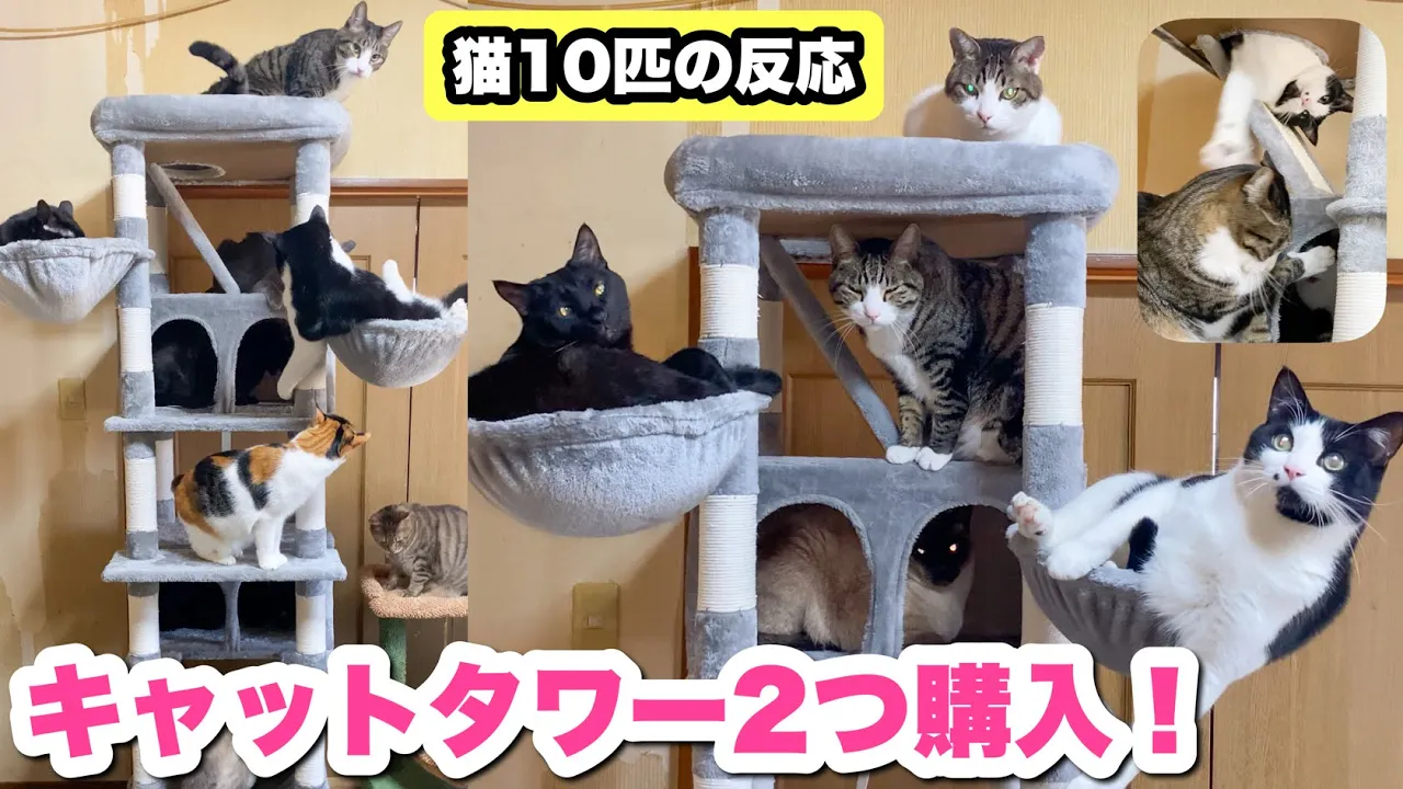 猫10匹にキャットタワーを2種類プレゼントしました!!【多頭飼いにオススメ!】【キャットタワー紹介】