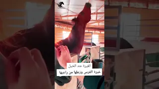 شاهد غيرة الفرس وزعلها من راعيها 