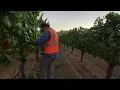 Sonoma County harvest underway in the Dry Creek Valley