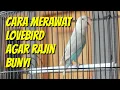 Download Lagu Cara merawat lovebird agar rajin bunyi dan gacor