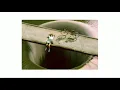 beginner's luck - maribou state