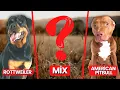 Rottweiler Pitbull Mix Pitweiler Breed Information Pictures More