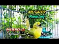 Download Lagu SUARA SIRTU GACOR MENANTANG LAWAN 100% AMPUH UNTUK PANCINGAN 