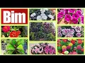 Download Lagu 📣BİME Çeşitli Çiçekler Geldi📢Evde Karanfil, Petunya, Zinnia, Yaprak Güzelleri, Semizotu,Aslanağzı
