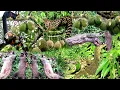 FULL😱😱BERBURU HAMA DURIAN, 3 EKOR MUSANG BESAR DAN BIAWAK JUMBO PEMAKAN AYAM 