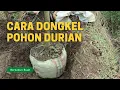 Lagu Cara Dongkel Bibit Pohon Durian Agar Tidak Stress, Lakukan Langkah Sederhana Ini !!