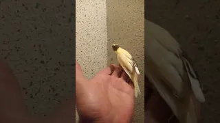 قصة حقيقية كناري 2023 