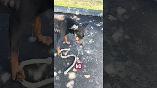 #fypシ #Fyp #Dream #doberman #pets