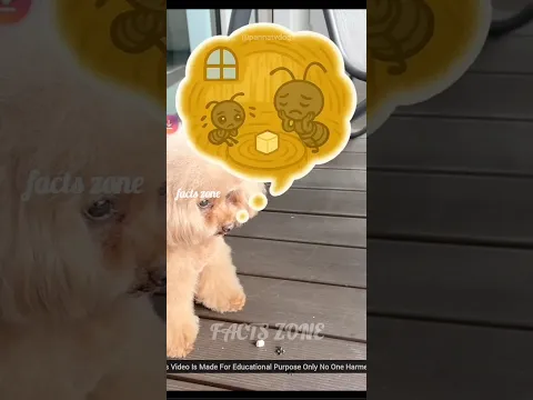 Dog's Cute Way To Helpπ©π±βοΈ#facts#factsulagam #shorts
