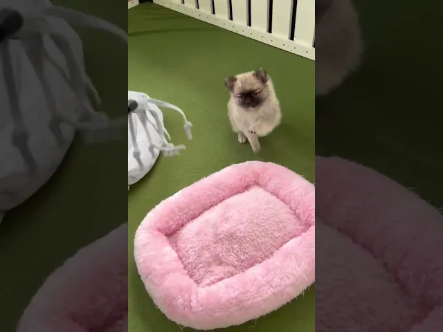 動画