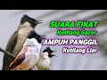 Download Lagu suara kitilang fikat gacor ampuh buat mikat kutilang di alam liarr
