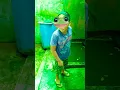 Badan warna hijau 😂#short