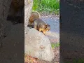 Download Lagu Tupai - suara tupai 🐿️