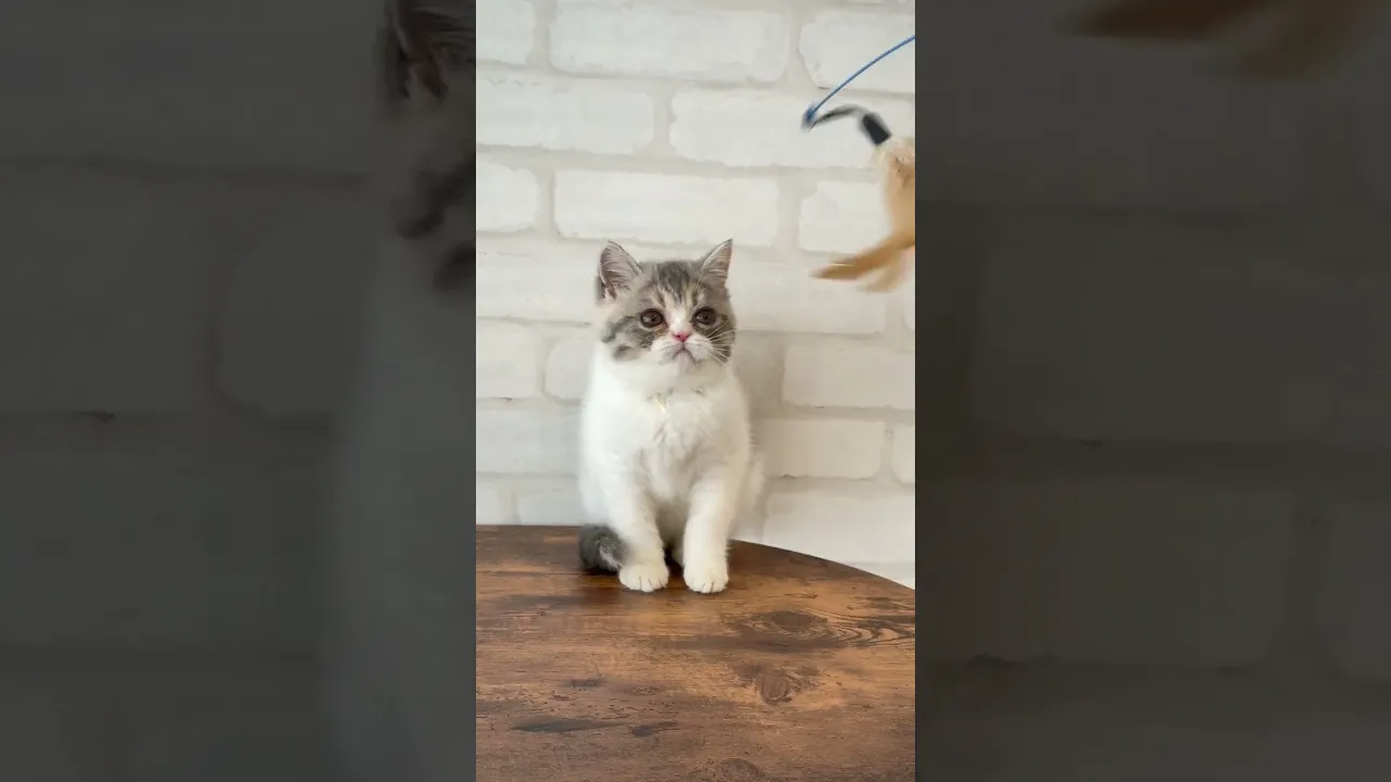 動画