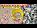 Download Lagu UMPAN SLINDUPAN‼️BIKIN PEMANCING LAIN KETAR-KETIR