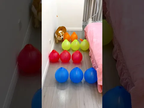 This Dog is the Enemy of Balloons 😧 Part-175