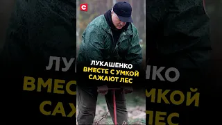 Лукашенко вместе с Умкой сажают лес лукашенко новости беларусь политика субботник батька  Лукашенко вместе с Умкой сажают лес лукашенко новости беларусь политика субботник батька