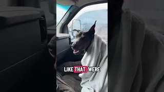 . #fyp #dream #pets #doberman #vlog