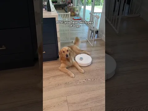Our Two types of Dogs...😂