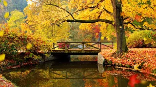 "September's Peaceful Embrace" Beautiful Relaxing Music, Peaceful Instrumental Music by Tim Janis