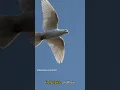 Birds in Scripture symbolize hope and freedom