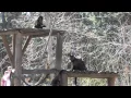 Download Lagu Denver Zoo's hooded capuchins return to Monkey Island for season