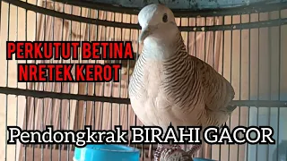 Download Perkutut betina memanggil jantan NRETEK KEROT Merayu bikin jantan seketika ikut terpancing Bunyi MP3