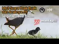 Download Lagu Mp3 Suara Ruak Ruak dan Anaknya,Terbukti Josss..‼️#mp3ruakruak #suararuakruak