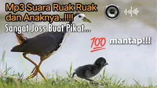 Download Mp3 Suara Ruak Ruak dan Anaknya,Terbukti Josss..‼️#mp3ruakruak #suararuakruak MP3