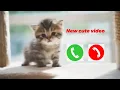 Download Lagu Meow sms Ringtone||sms Ringtone||cat sms ringtone || sms tone || cat notification tone