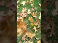 Leaf cleanup fall 2017 using a Accelerator bagger
