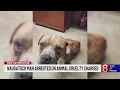 Download Lagu 2 emaciated bulldogs found wandering in Naugatuck lead to arrest
