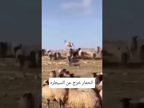 #السعودية #ليبيا #الجزائر #المغرب #السودان #مصر #لبنان #قطر #الأردن #العراق #البحرين #تركيا  #سوريا