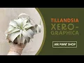 Download Lagu Air Plant Spotlight | Tillandsia Xerographica