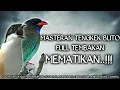 Download Lagu Ngeriiii..!!! masteran cendet bunyi tembakan tengkek buto speed