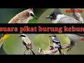 Download Lagu suara pikat burung besar d kebun/mang gacor channel
