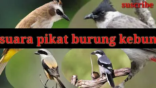 suara pikat burung besar d kebun mang gacor channel