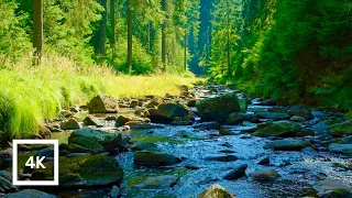 Redwoods Forest River Birdsong Relaxing Nature Sounds In 4K 6 Hours 